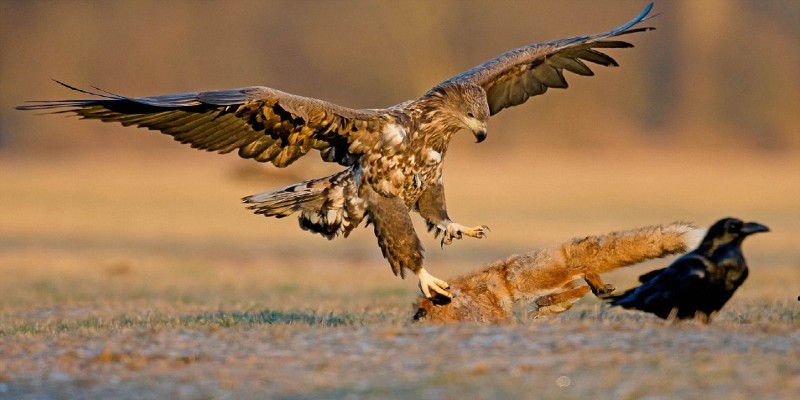 Chim săn mồi tấn công mang điềm báo không may